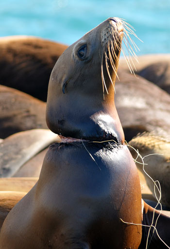 Почему многоразовые подгузники?