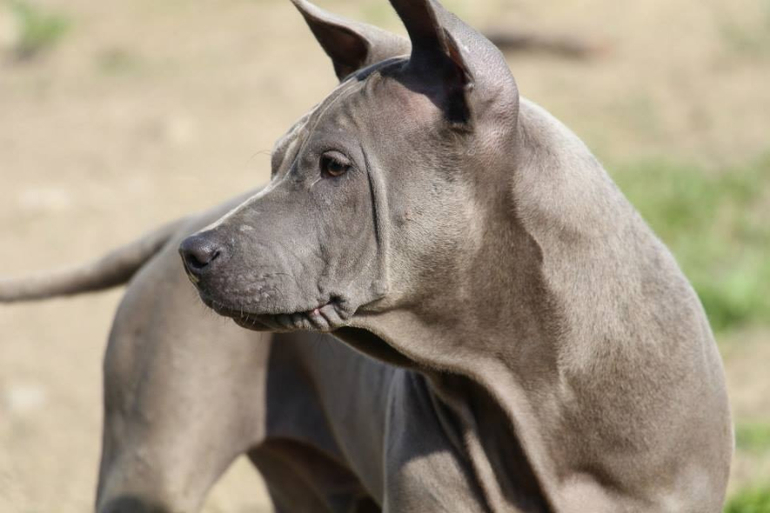 Тайский Риджбек! :)