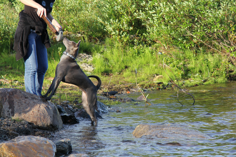 Тайский Риджбек! :)