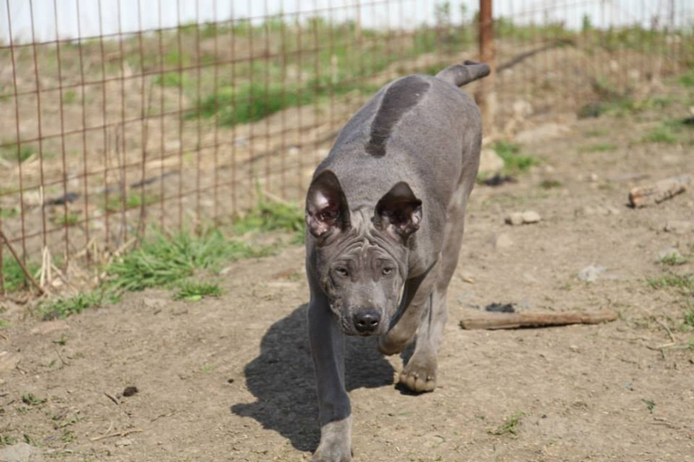 Тайский Риджбек! :)