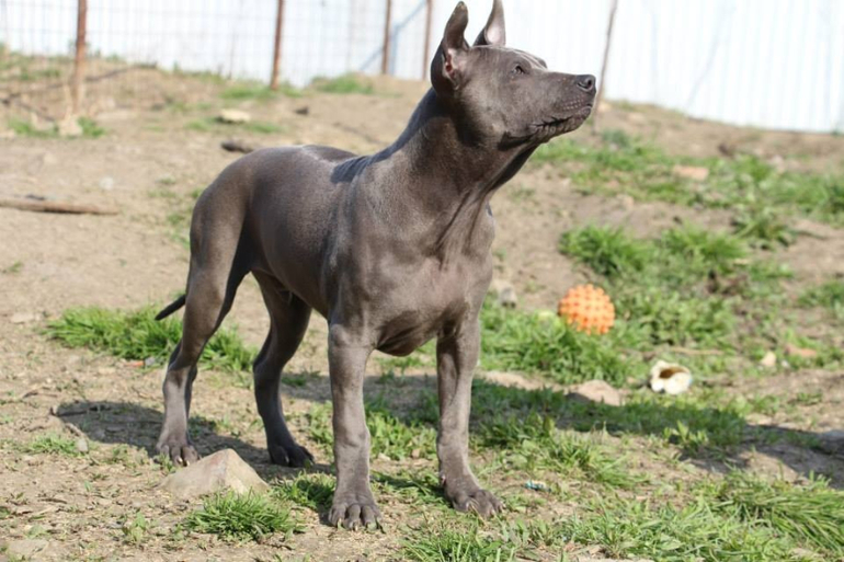 Тайский Риджбек! :)