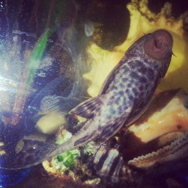 Мамочки, какая страшная изжога....