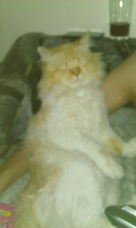 Отдам кота. Питер