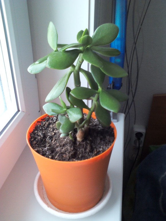 Денежное дерево