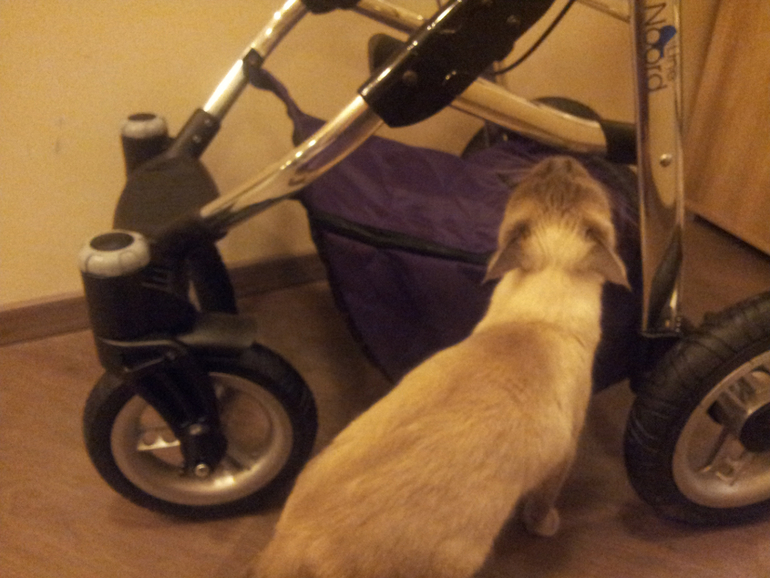 Отзыв о новой на рынке коляске Noordline Edel Viva в цвете Blurberry