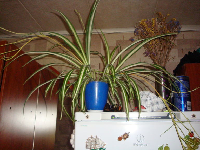 Моя растительность (хвастики)