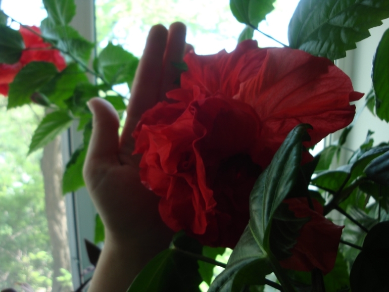 Моя растительность (хвастики)