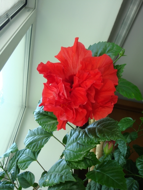 Моя растительность (хвастики)