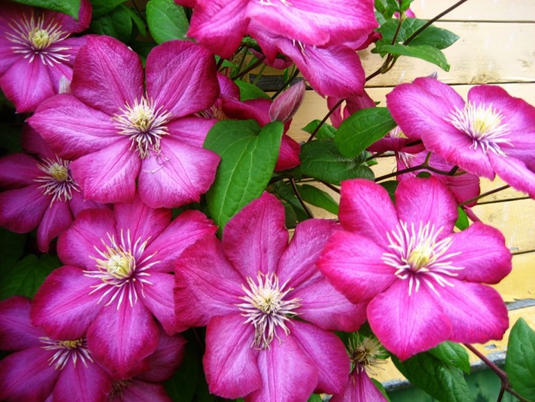 Клематисы для подмосковья