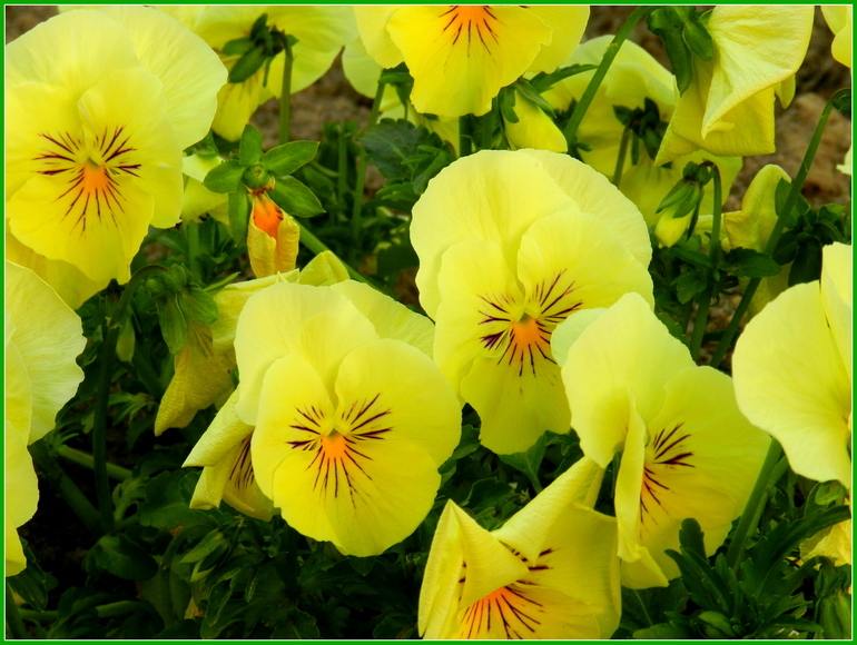 Прогулка по городу. Гляссе.