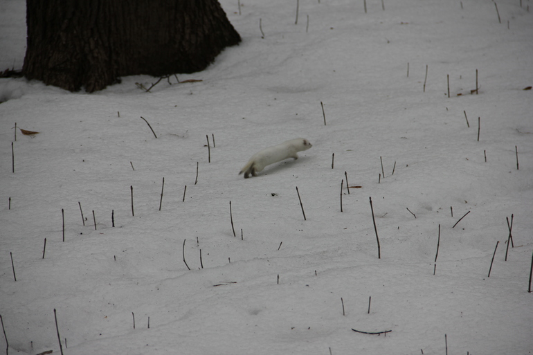 Царицыно. В поисках белок.