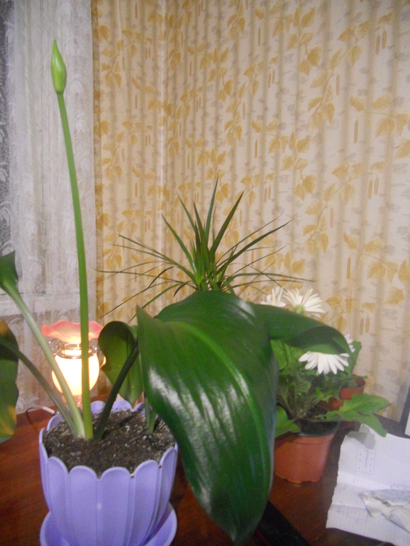 Моя амазонская лилия.