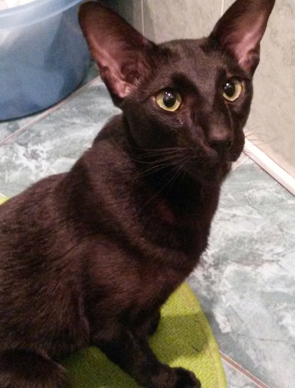 Наш ягуЛЯр)))