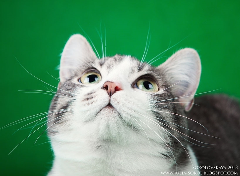 Москва и МО, чудо котята в добрые руки!