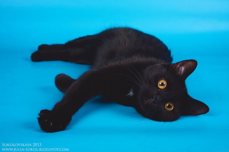 Москва и МО, чудо котята в добрые руки!