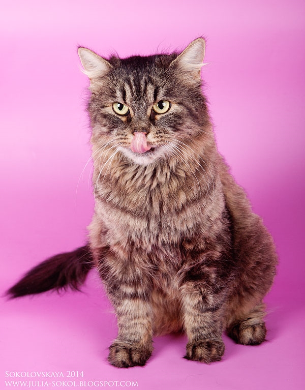 Москва и МО, чудо котята в добрые руки!