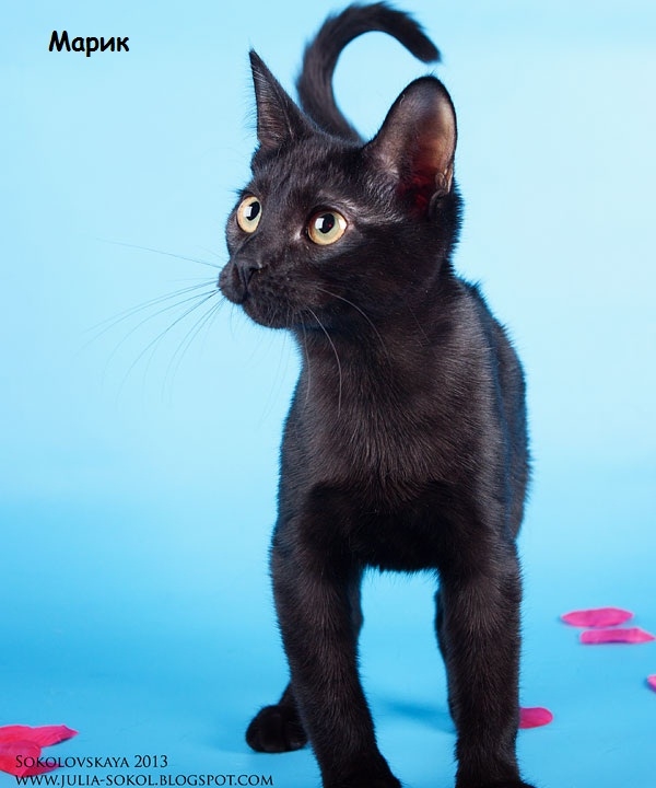 Москва и МО, чудо котята в добрые руки!