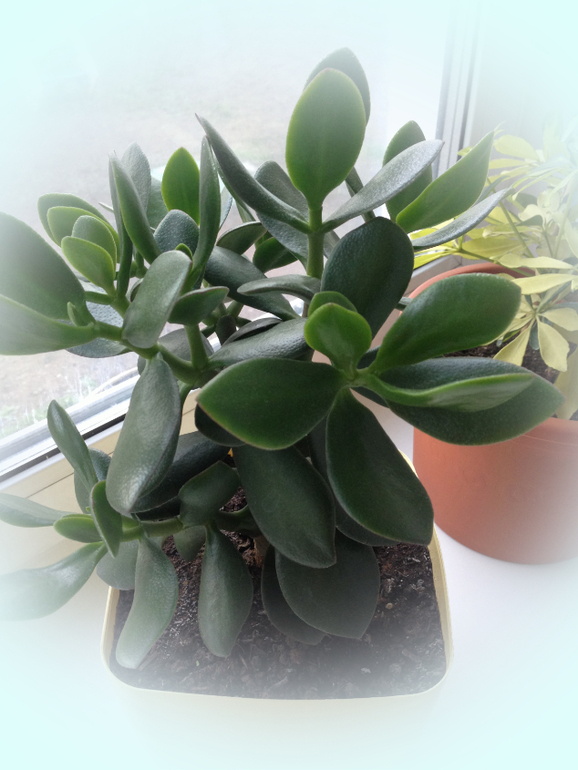 Мои красотулечки