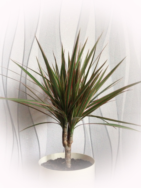 Мои красотулечки