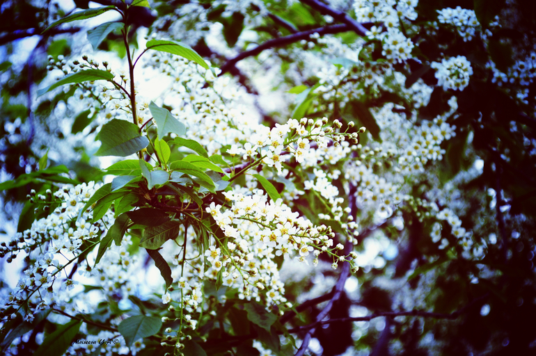 Погуляла... поймала весну за хвост.