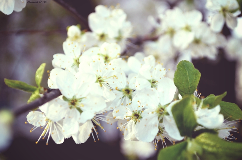 Погуляла... поймала за хвост весну.