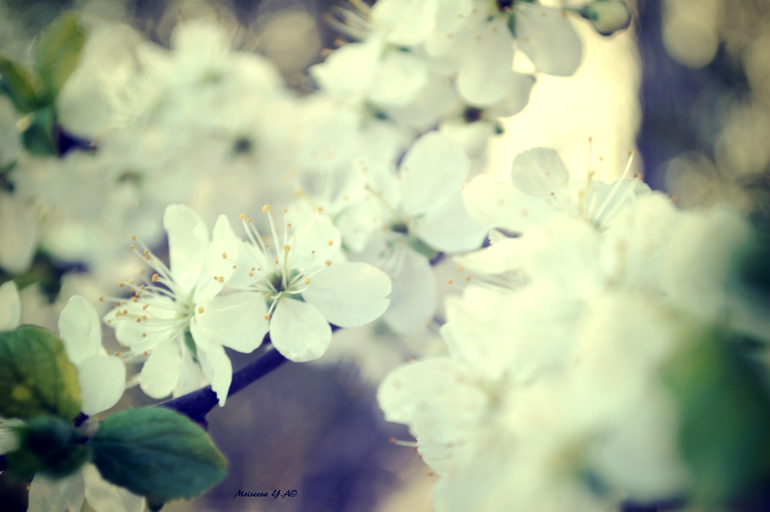 Погуляла... поймала за хвост весну.