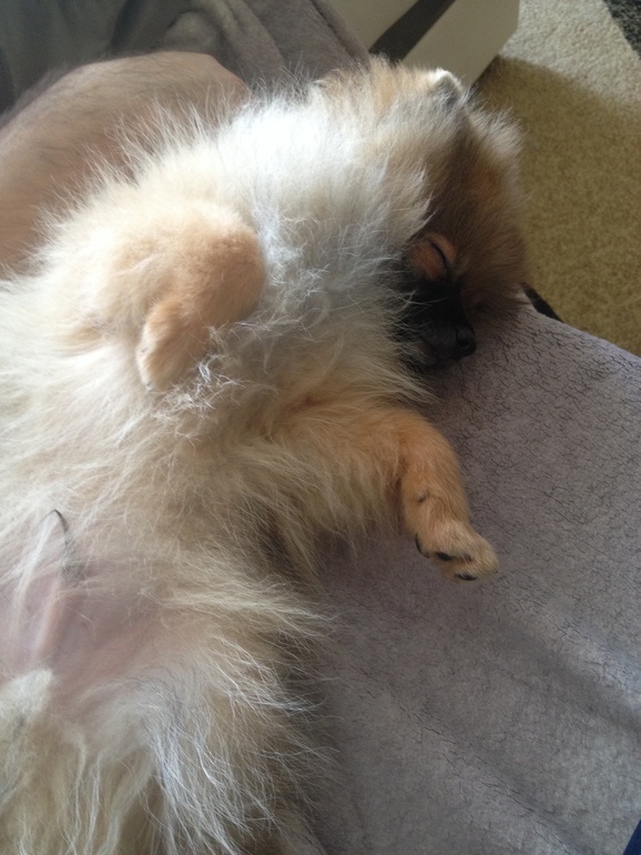 Шилопопик)))