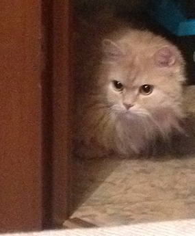 Немного о нас и конечно же вопросы)