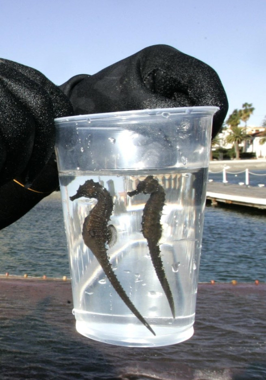 Лучшее место для отдыха с детьми - Испания, маленькое море.