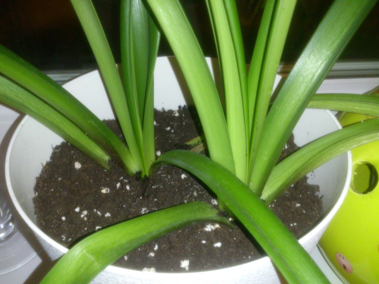 мои зелёные друзья!