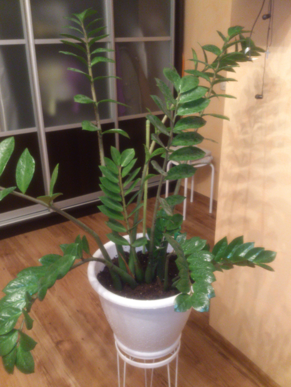 мои зелёные друзья!