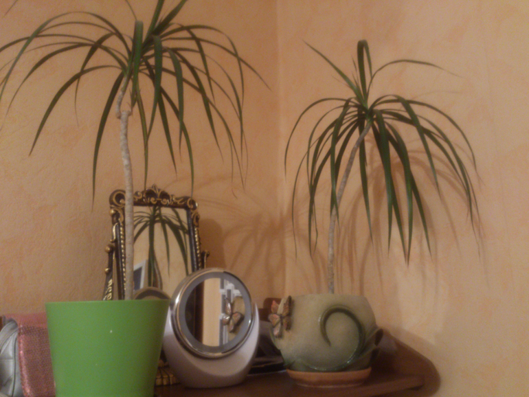 мои зелёные друзья!