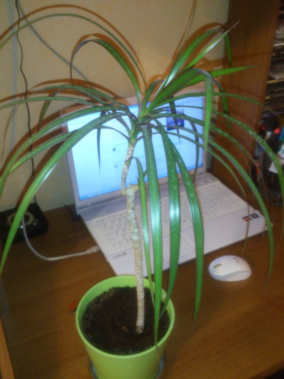 мои зелёные друзья!