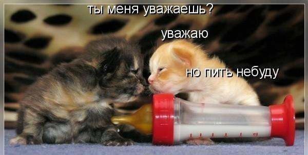 без кота и жизнь не та! и не только!