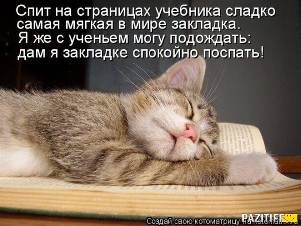 без кота и жизнь не та! и не только!