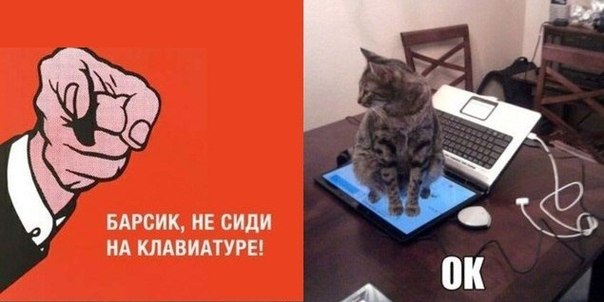 без кота и жизнь не та! и не только!