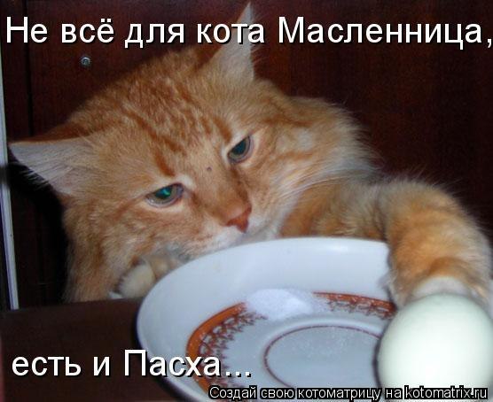 без кота и жизнь не та! и не только!