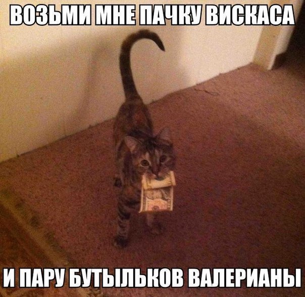 без кота и жизнь не та! и не только!