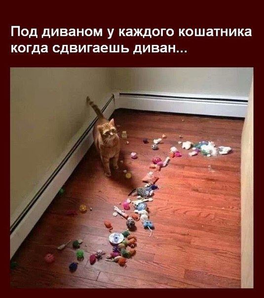 без кота и жизнь не та! и не только!