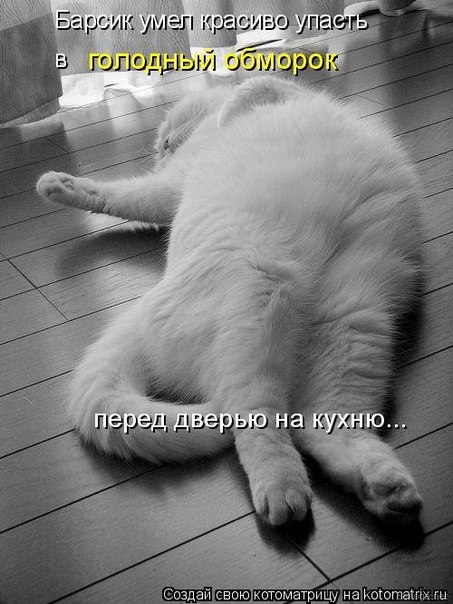 без кота и жизнь не та! и не только!