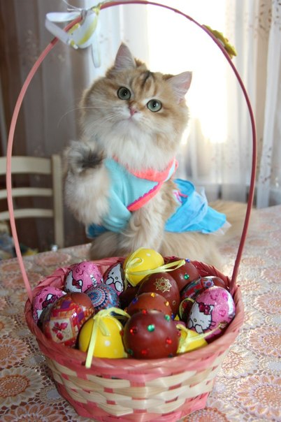 без кота и жизнь не та! и не только!