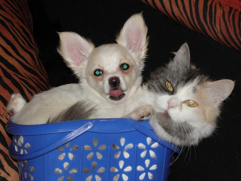 Моё зверьё любимое.........