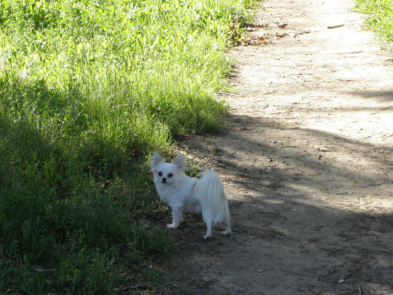 Моё зверьё любимое.........