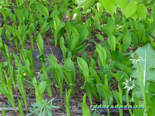Тематическое занятие. Ландыш и сирень. Творчество