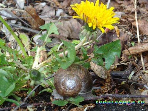 Тематическое занятие Одуванчик