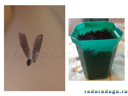 Тематическое занятие Шишки