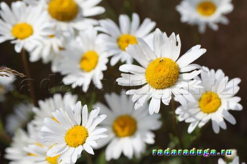 Тематическое занятие Ромашка