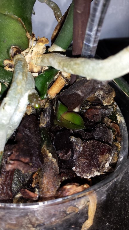 детка орхидеи....