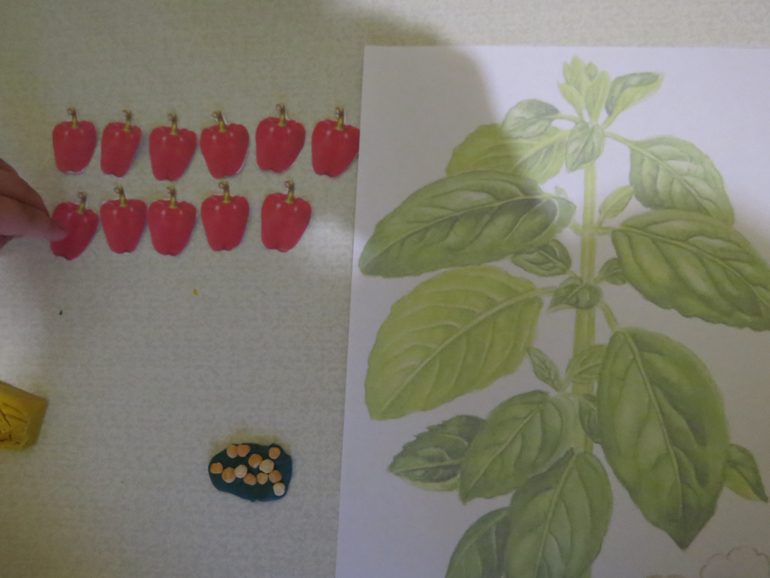 ТН "Как растут овощи" Отчет день 3