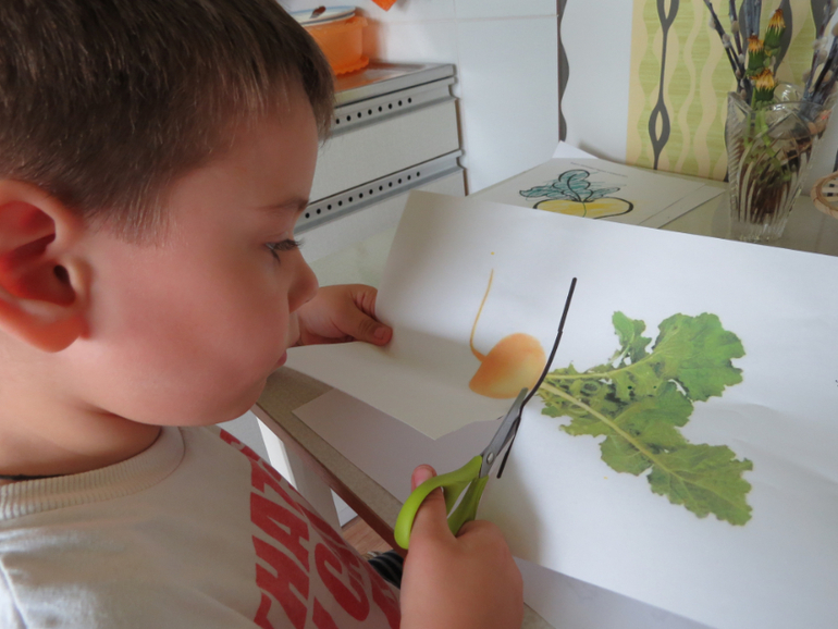 ТН "Как растут овощи" Отчет день 3